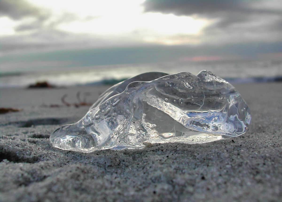 Jellyfish at Carmel Beach, California